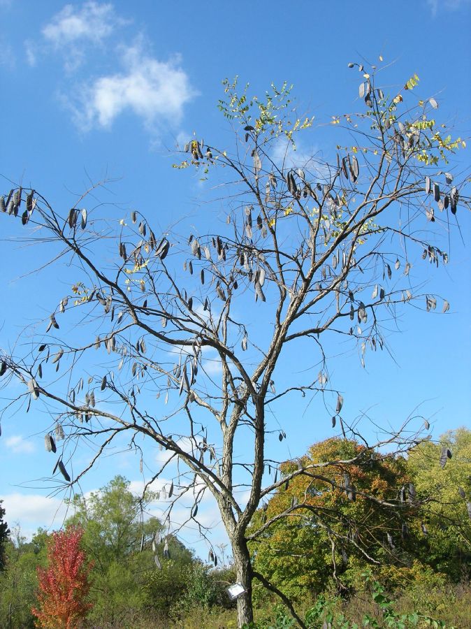 Fabaceae Gymnocladus dioica