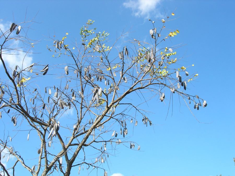 Fabaceae Gymnocladus dioica