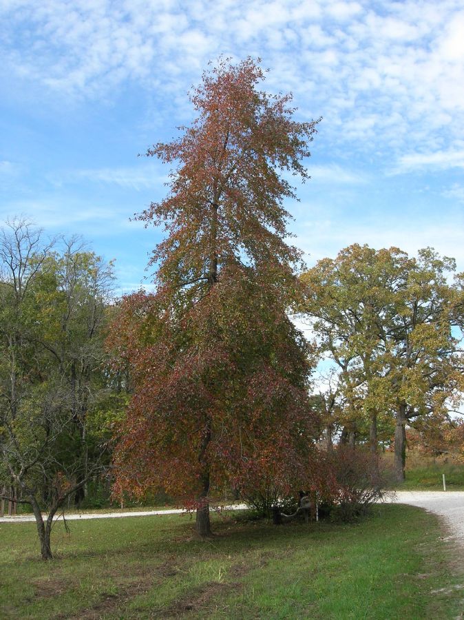 Nyssaceae Nyssa sylvatica