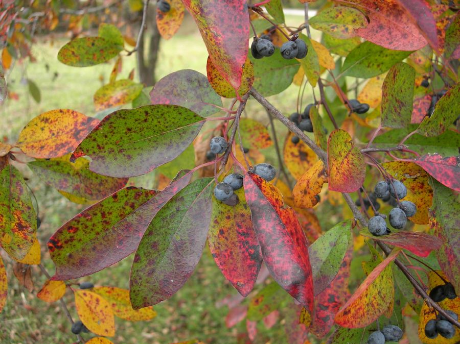 Nyssaceae Nyssa sylvatica