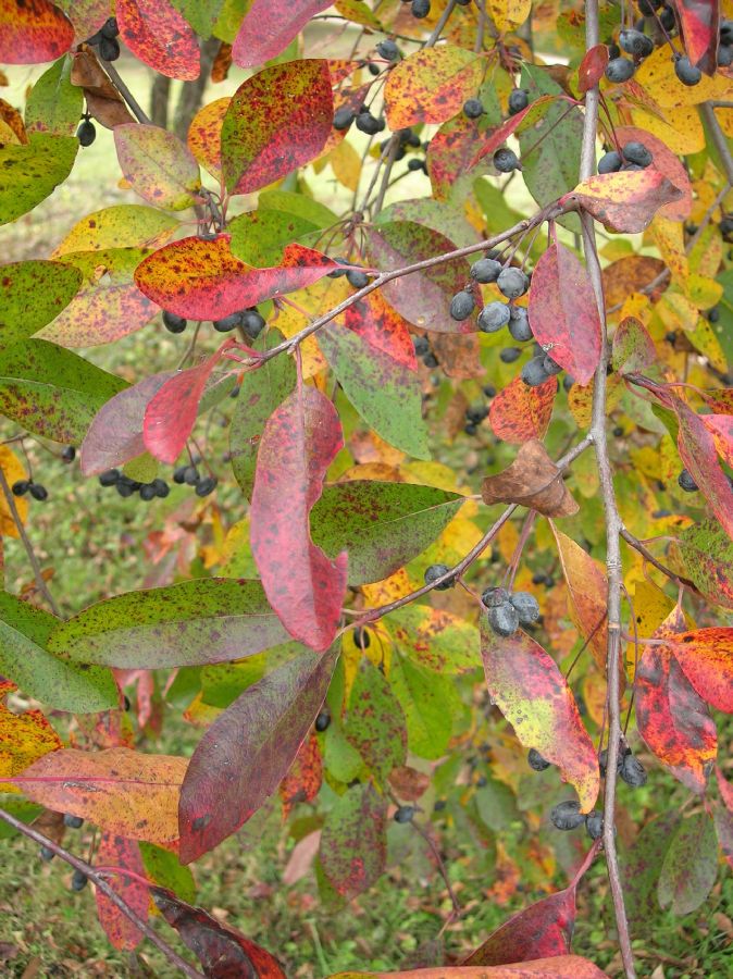 Nyssaceae Nyssa sylvatica