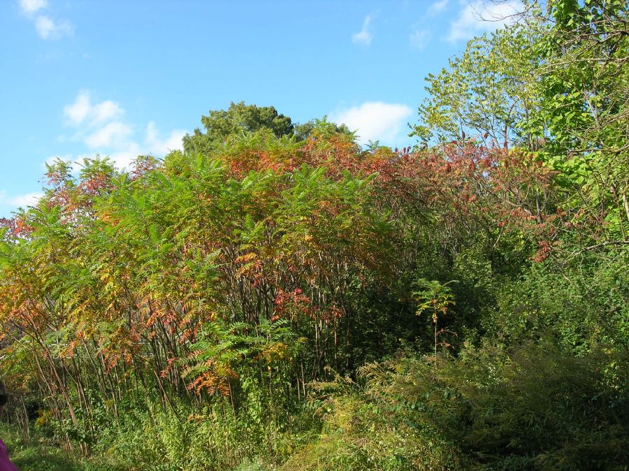 Anacardiaceae Rhus glabra