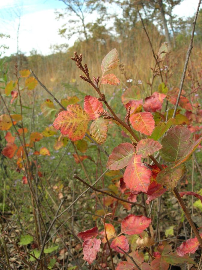 Anacardiaceae Rhus trifoliata