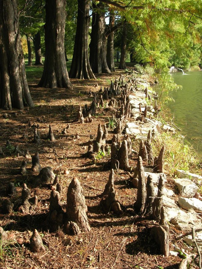 Cupressaceae Taxodium distichum