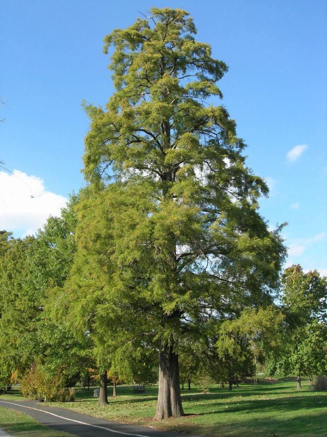 Cupressaceae Taxodium distichum