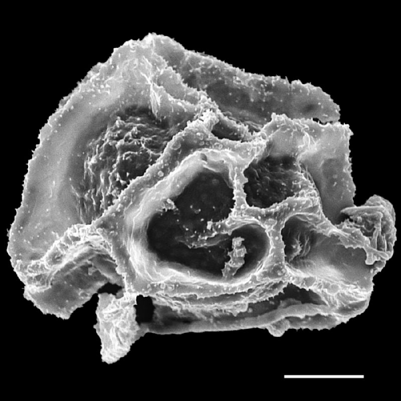 Lomariopsidaceae Bolbitis sinuata