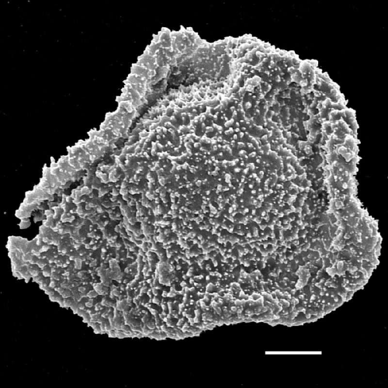 Lomariopsidaceae Arthrobotrya articulata