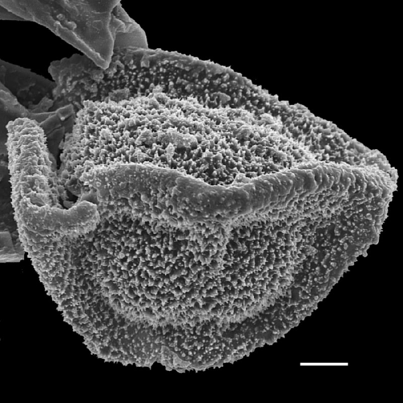 Lomariopsidaceae Arthrobotrya articulata