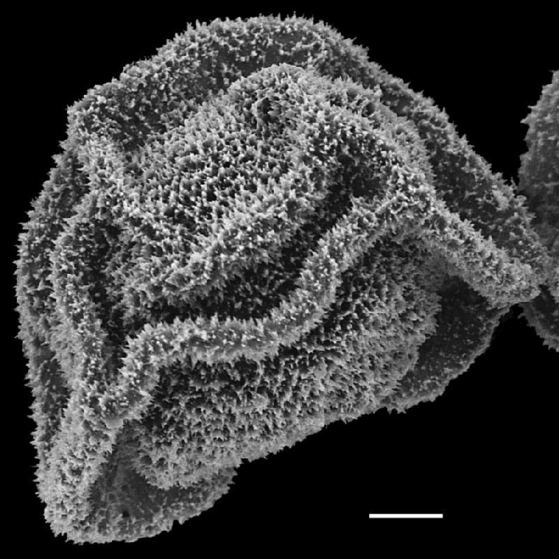 Lomariopsidaceae Arthrobotrya articulata