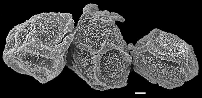 Lomariopsidaceae Arthrobotrya articulata