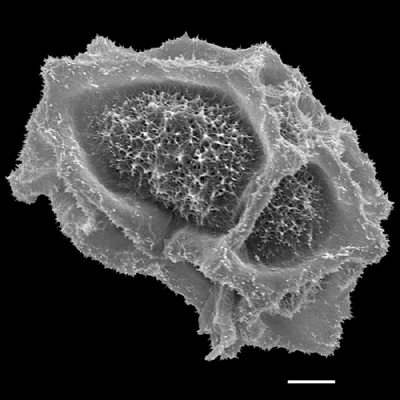 Tectariaceae Tectaria athyrioides