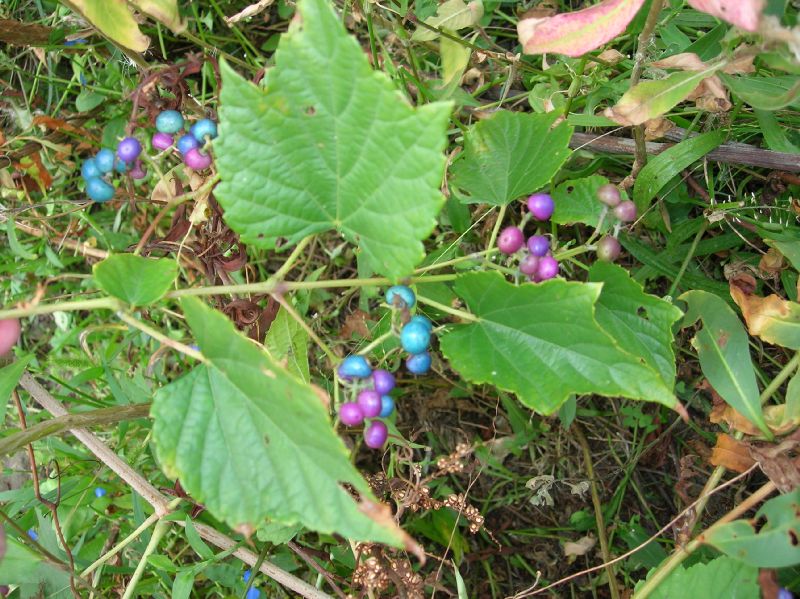 Vitaceae Ampelopsis cordata