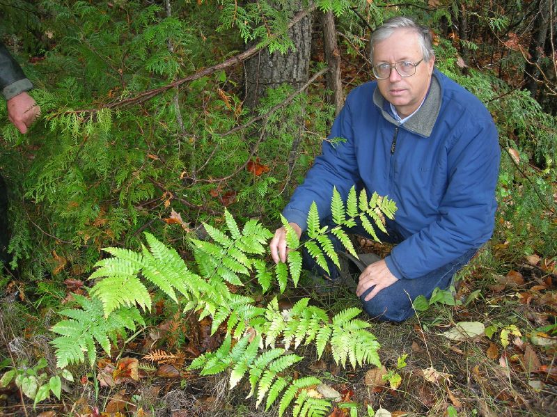 Dryopteridaceae Dryopteris mickelii