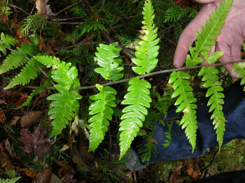 Dryopteridaceae Dryopteris mickelii