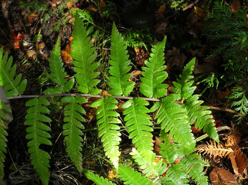 Dryopteridaceae Dryopteris mickelii