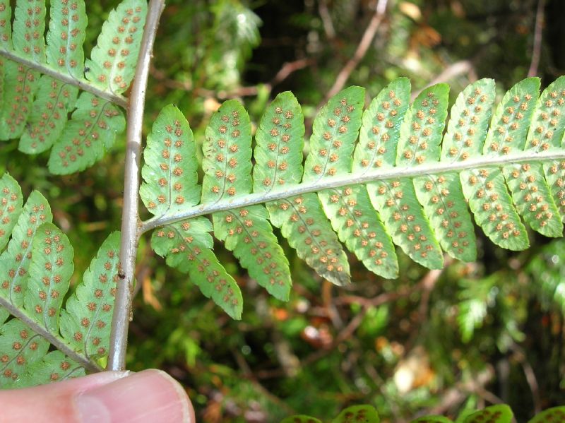 Dryopteridaceae Dryopteris mickelii