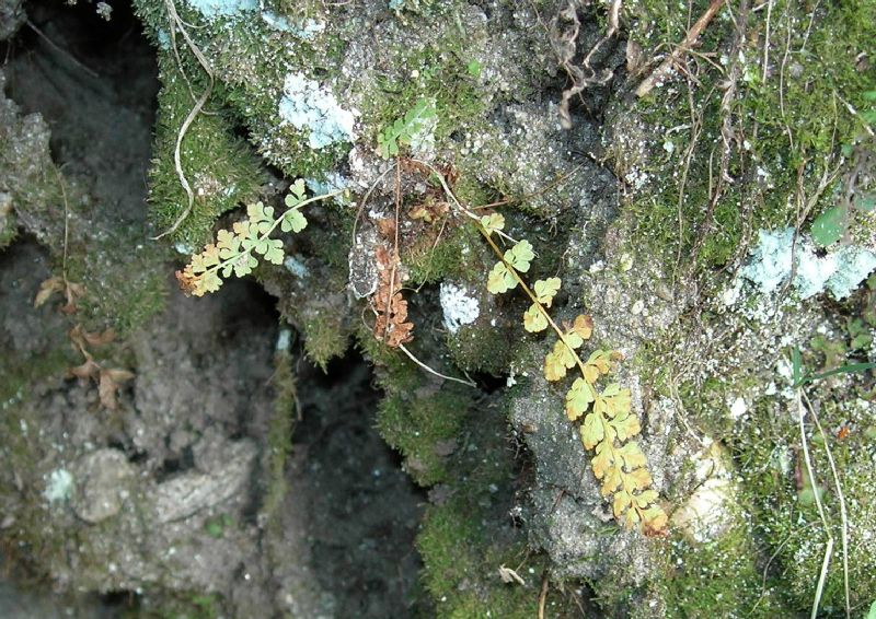 Woodsiaceae Woodsia glabella