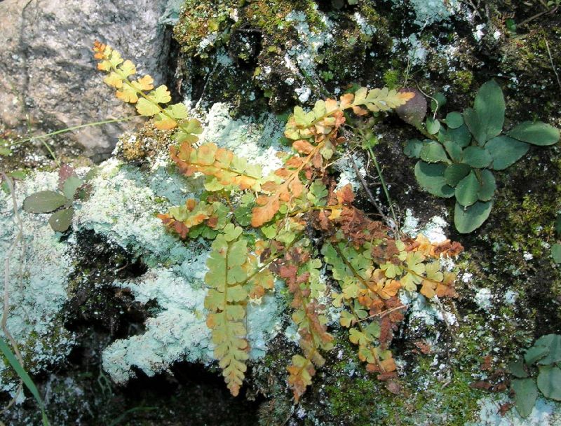 Woodsiaceae Woodsia glabella