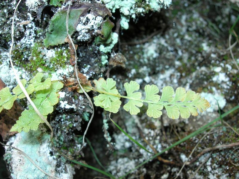 Woodsiaceae Woodsia glabella