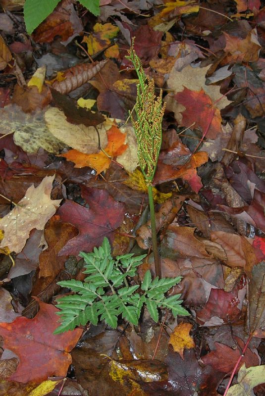 Ophioglossaceae Botrychium dissectum