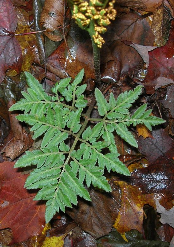 Ophioglossaceae Botrychium dissectum