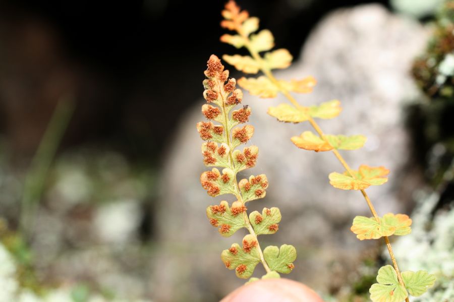 Woodsiaceae Woodsia glabella