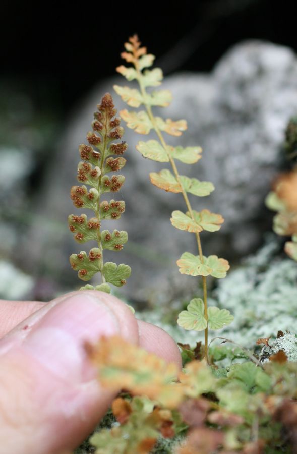 Woodsiaceae Woodsia glabella