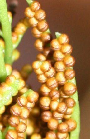 Ophioglossaceae Botrychium dissectum