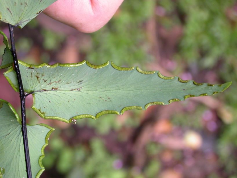 Pteridaceae Adiantum obliquum