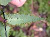 image of Adiantum obliquum