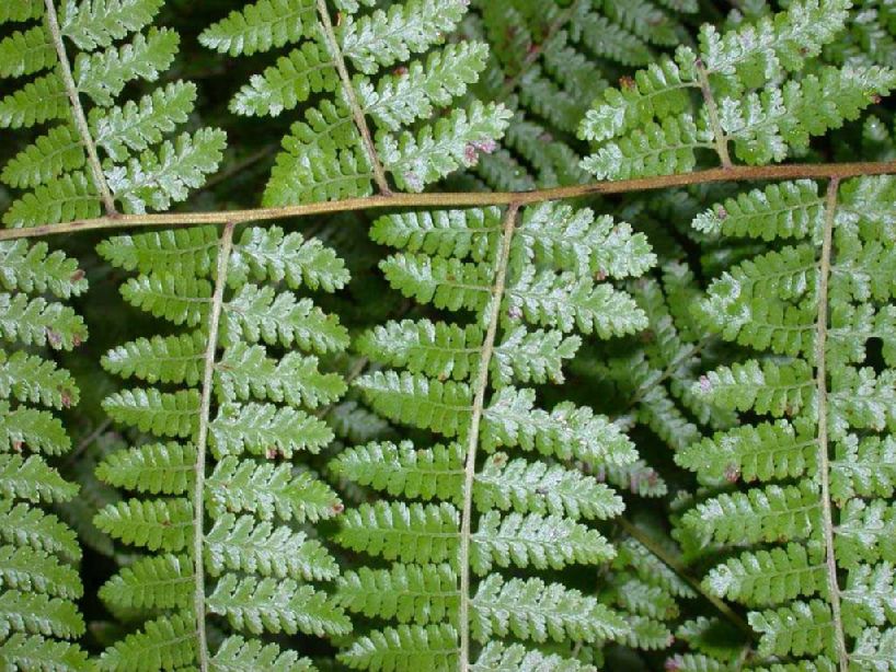 Dennstaedtiaceae Hypolepis hostilis