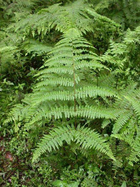 Dennstaedtiaceae Hypolepis hostilis