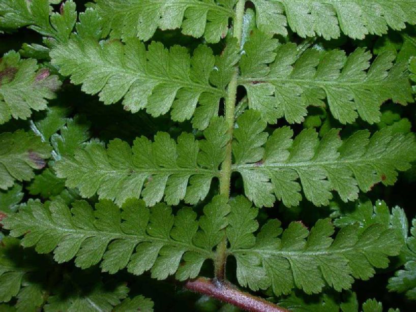 Dennstaedtiaceae Hypolepis hostilis