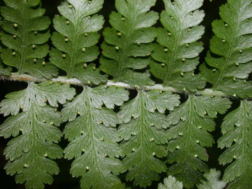 Dennstaedtiaceae Hypolepis hostilis