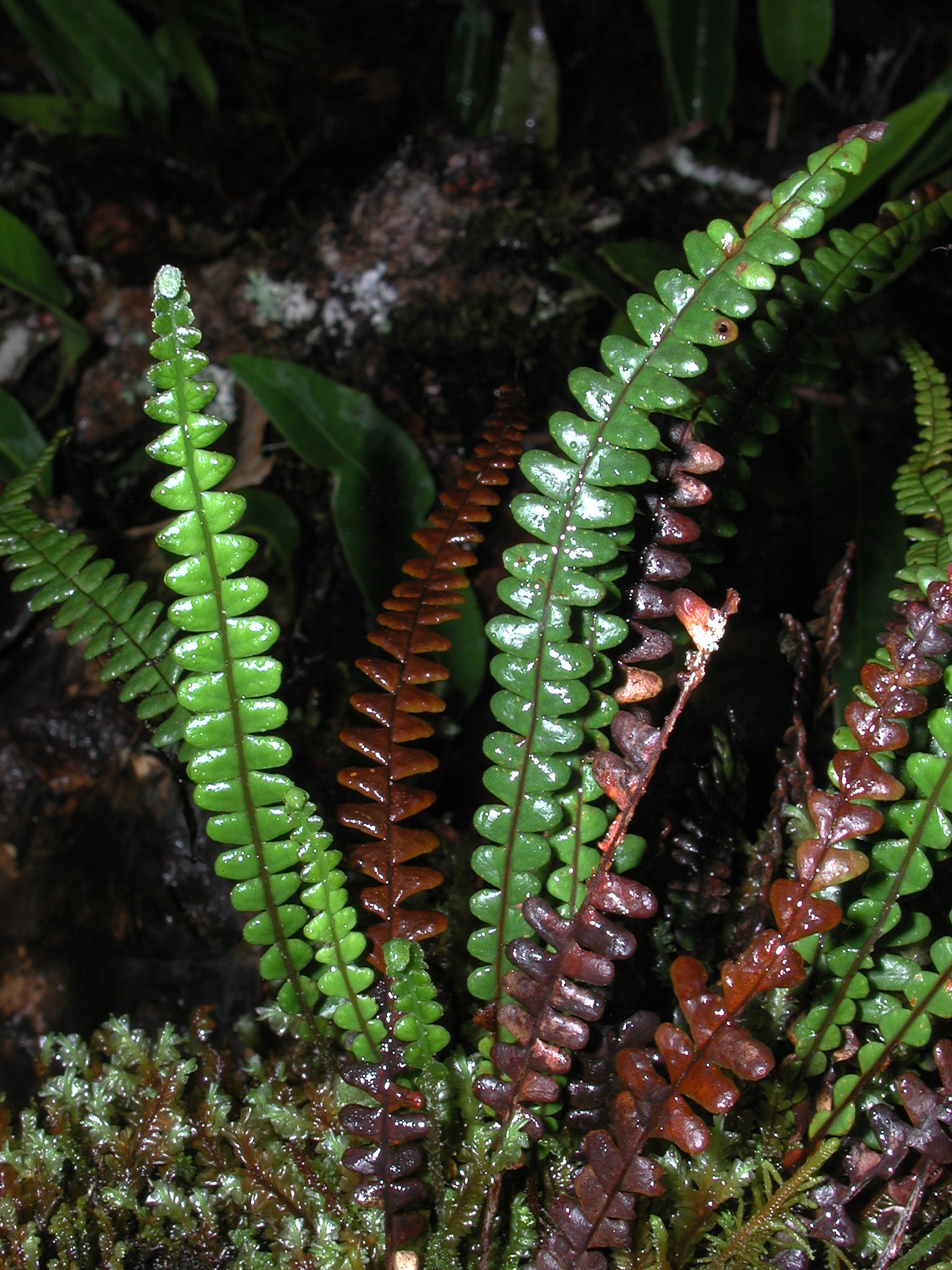 Grammitidaceae Melpomene moniliformis