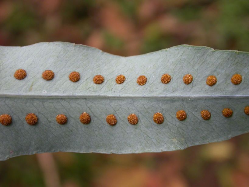 Polypodiaceae Phlebodium pseudoaureum