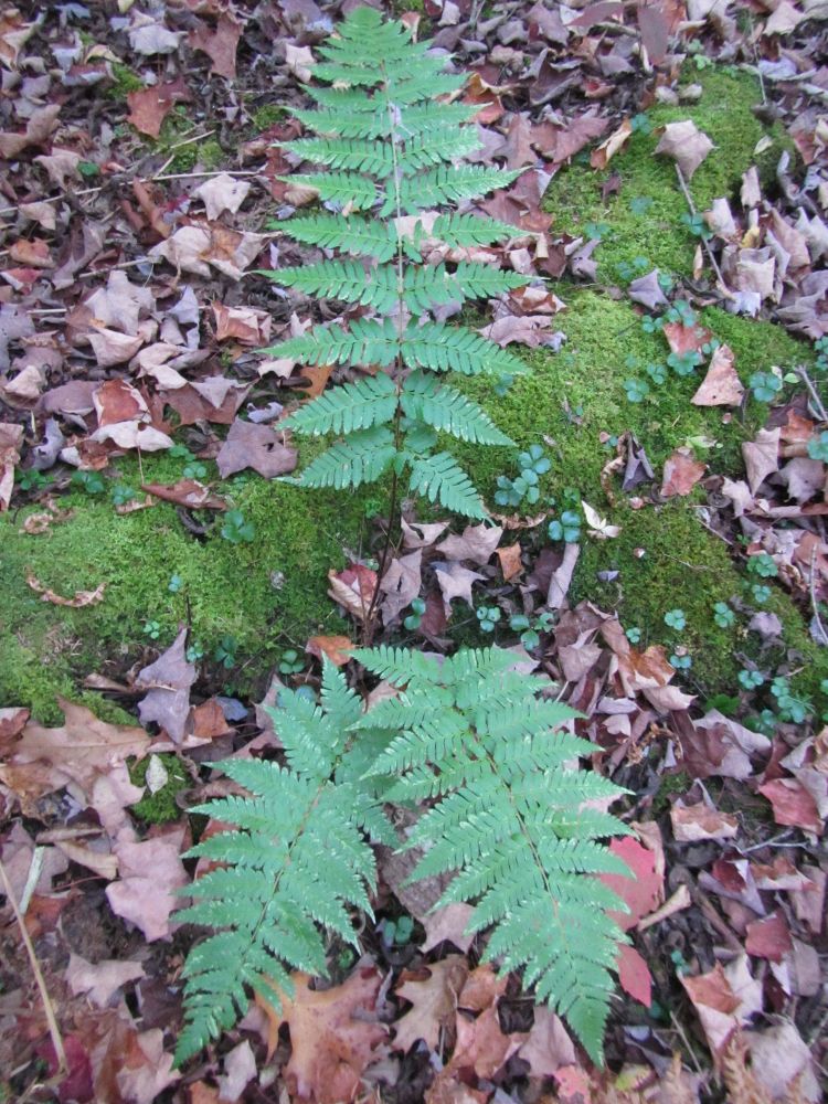 Dryopteridaceae Dryopteris separabilis