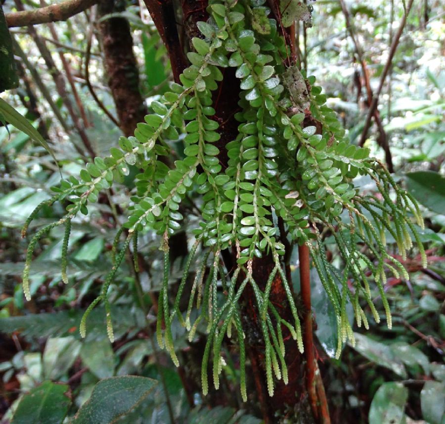 Lycopodiaceae Phlegmariurus dichaeoides