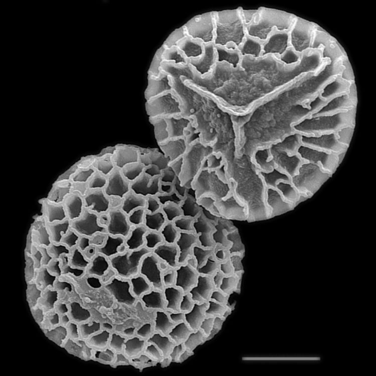 Lycopodiaceae Diphasiastrum tristachyum