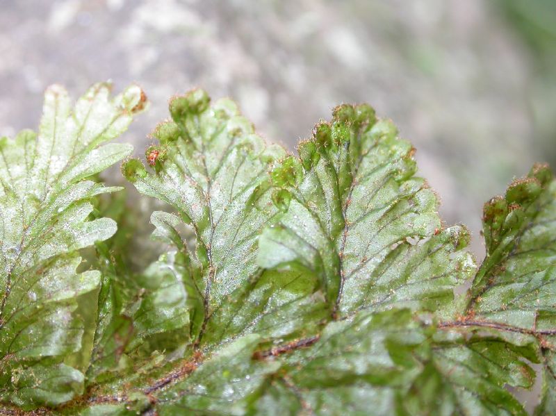 Hymenophyllaceae Hymenophyllum hirsutum