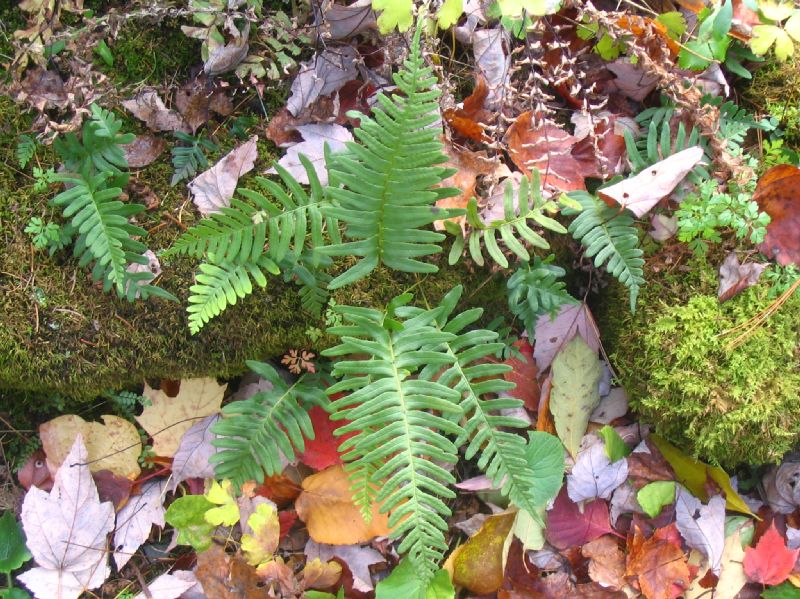 Polypodiaceae Polypodium appalachianum