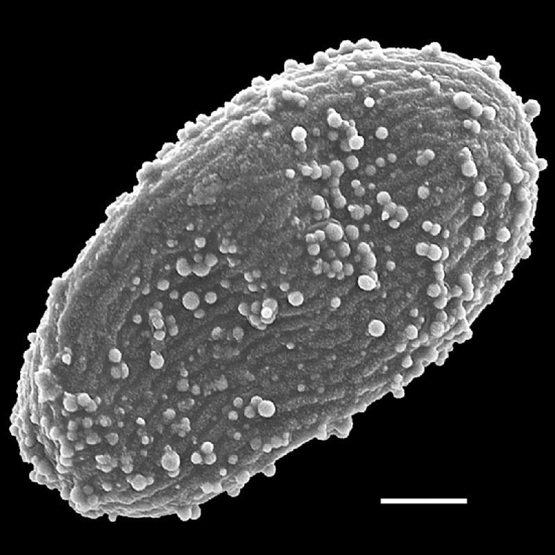 Schizaeaceae Actinostachys subtrijuga