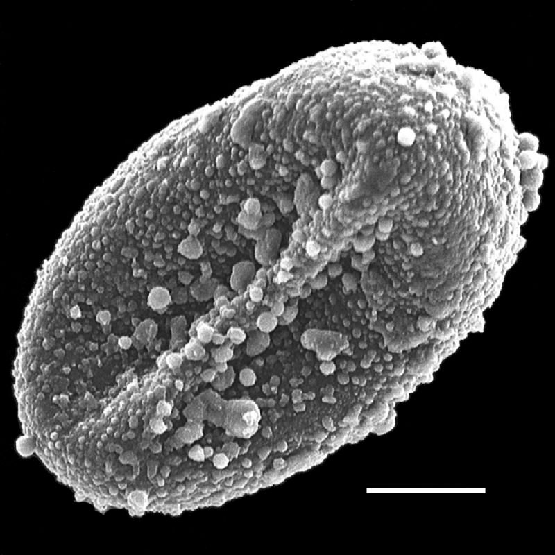 Schizaeaceae Actinostachys subtrijuga