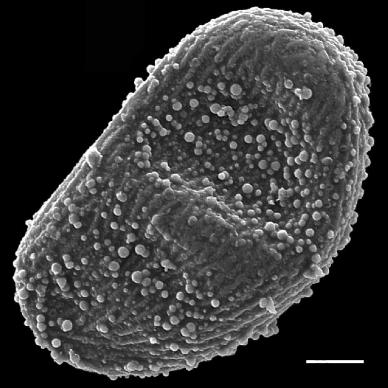 Schizaeaceae Actinostachys subtrijuga