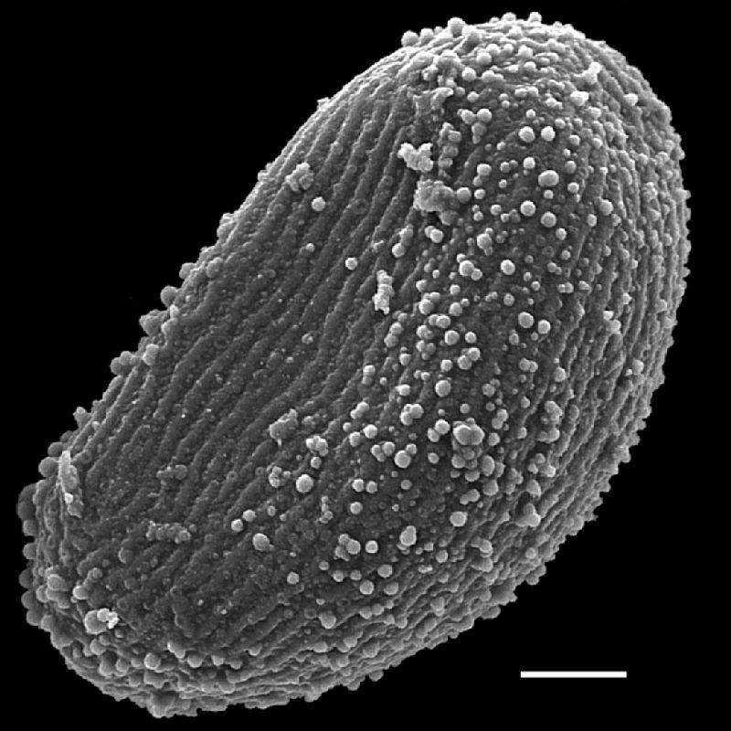 Schizaeaceae Actinostachys subtrijuga