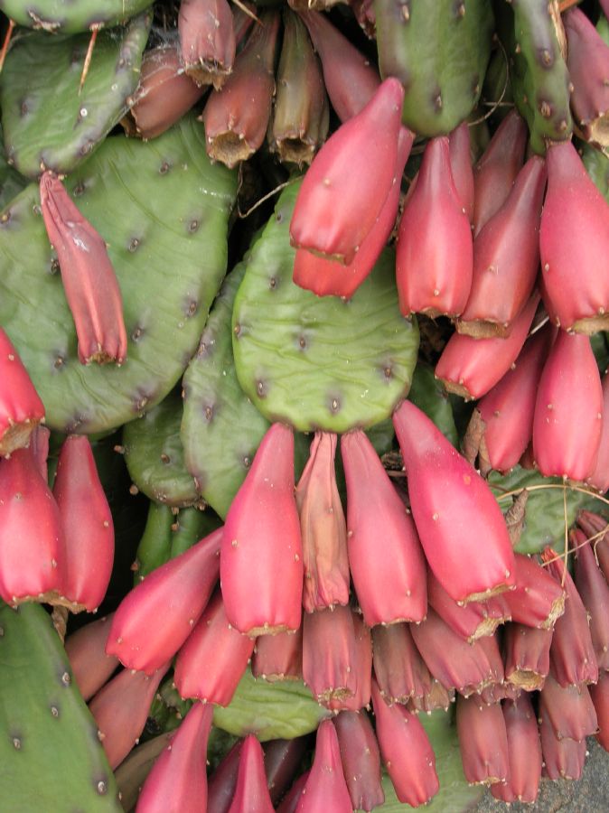 Cactaceae Opuntia humifusa