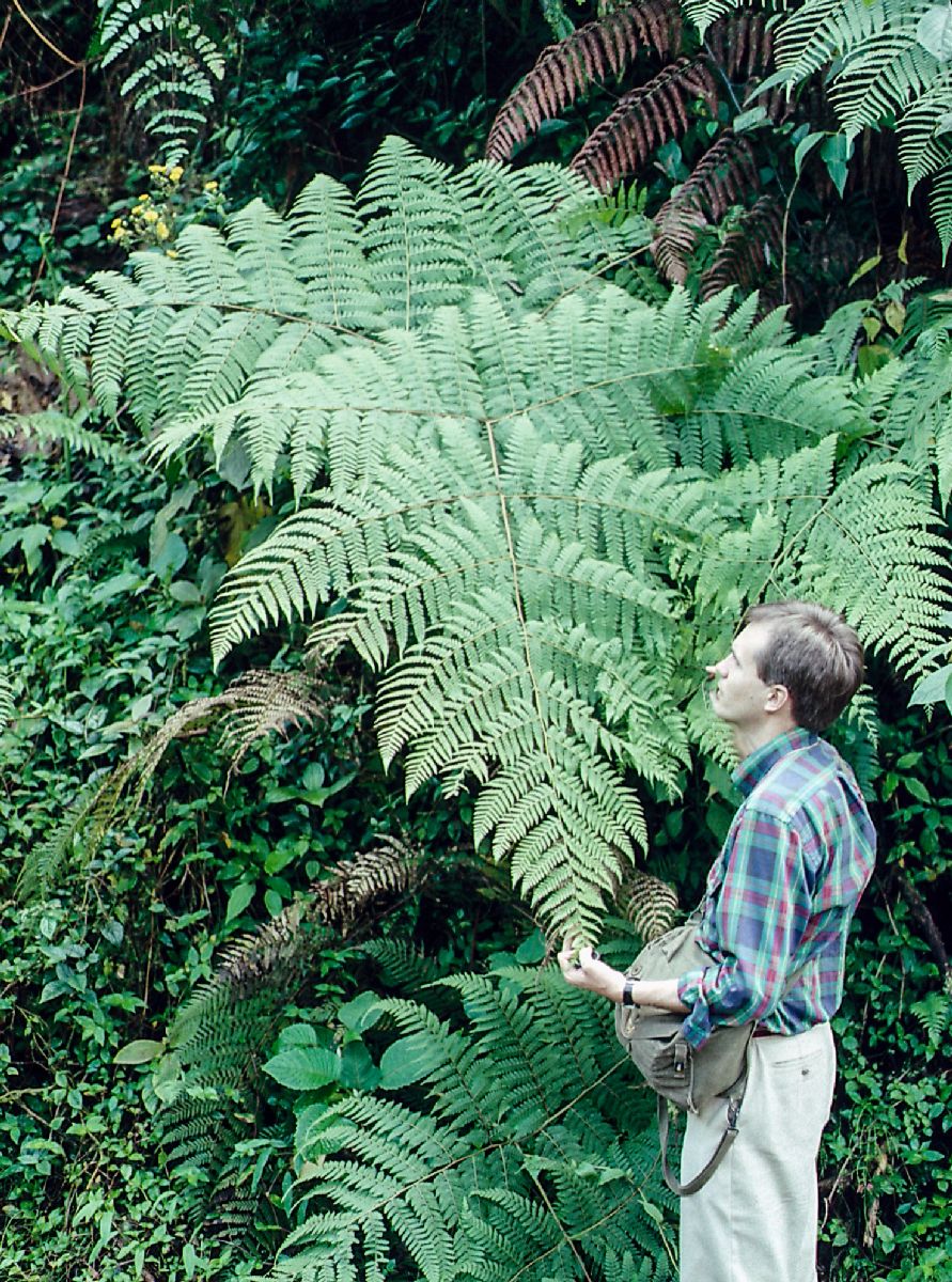 Dennstaedtiaceae Hypolepis repens