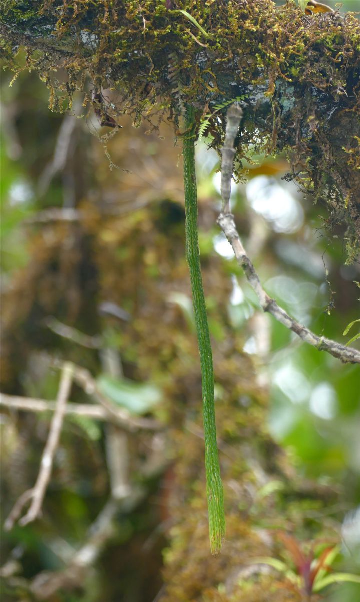 Lycopodiaceae Phlegmariurus funiformis