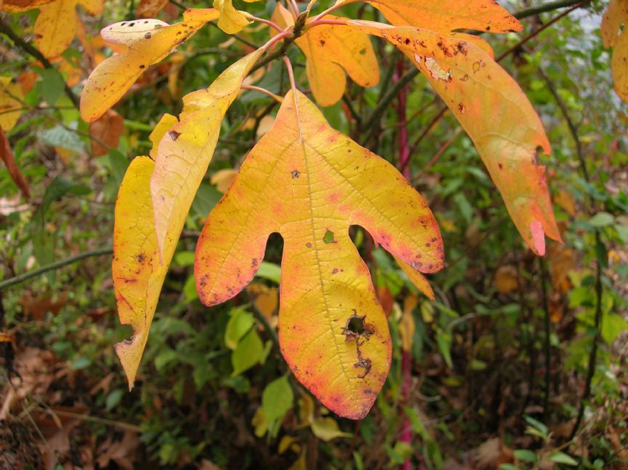 Lauraceae Sassafras albida