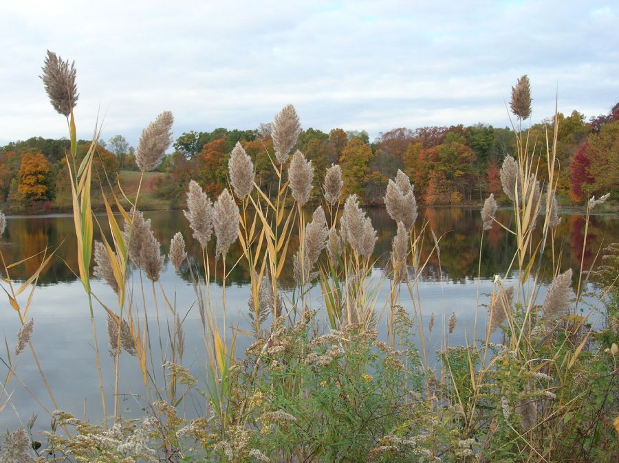 Poaceae Phragmites communis